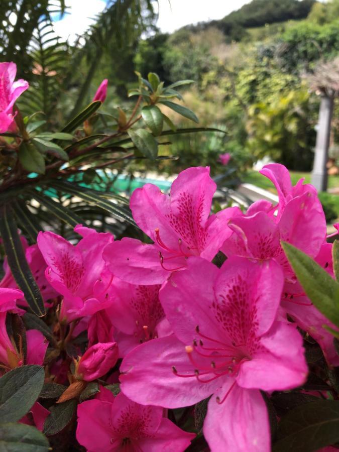 Quinta Da Bela Vista Villa Ponta Delgada Eksteriør billede